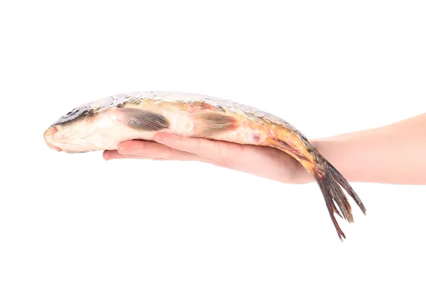 Hand som håller fisk karp. — Stockfoto