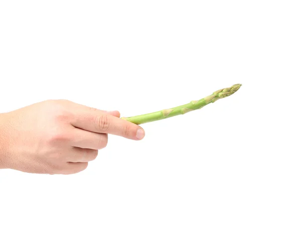 Hand holding fresh asparagus. — Stock Photo, Image