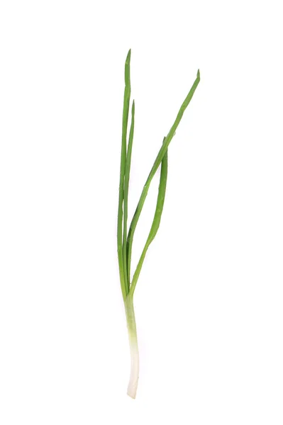 Green onion. — Stock Photo, Image