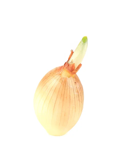Sprouting onion. — Stock Photo, Image