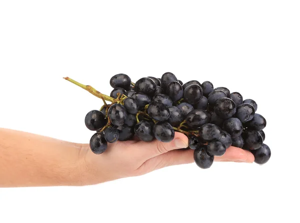 Black grapes in hand. — Stock Photo, Image
