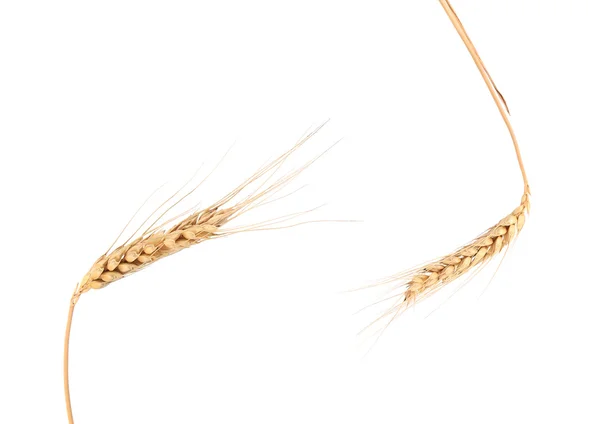 Due spighe di grano da vicino . — Foto Stock