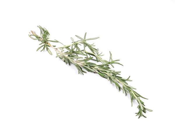 Twig of rosemary. — Stock Photo, Image