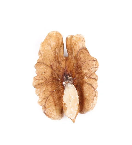 Close up of walnut kernel. — Stock Photo, Image