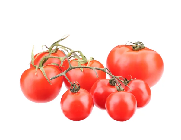 Juicy hermosos tomates . — Foto de Stock