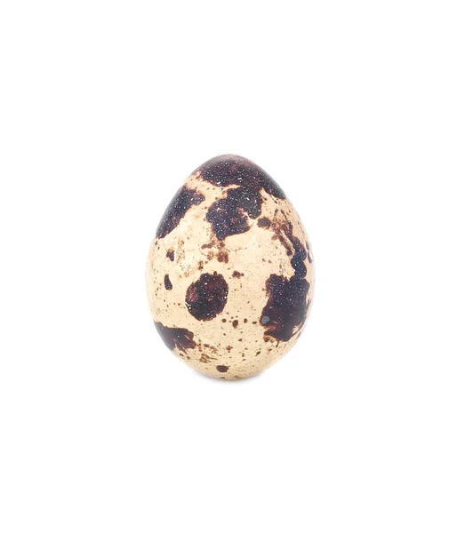 Huevo fresco de codorniz . — Foto de Stock