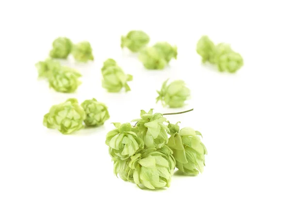 Des tas de houblon . — Photo