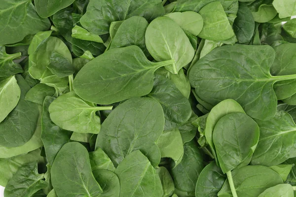 Fresh spinach closeup. — Stock Photo, Image