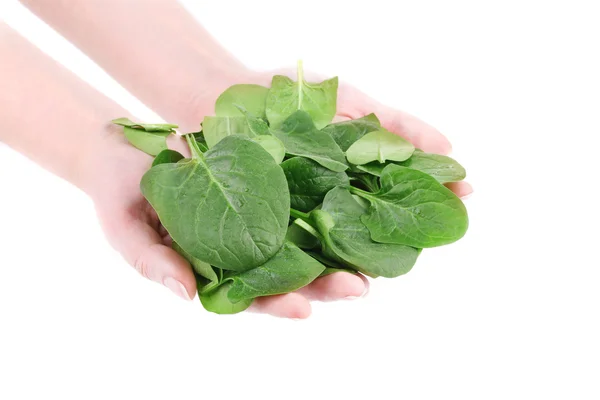 Heap of spinach on female hands. — Stock Photo, Image