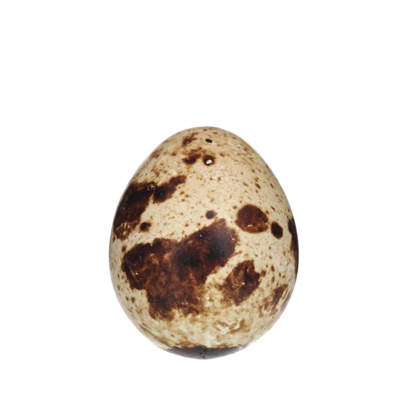Сырое перепелиное яйцо . — стоковое фото