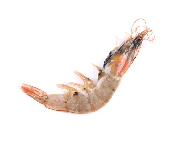 Fresh shrimp. — Stock Photo, Image