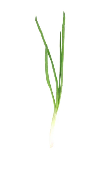 Fresh spring onion. — Stock Photo, Image