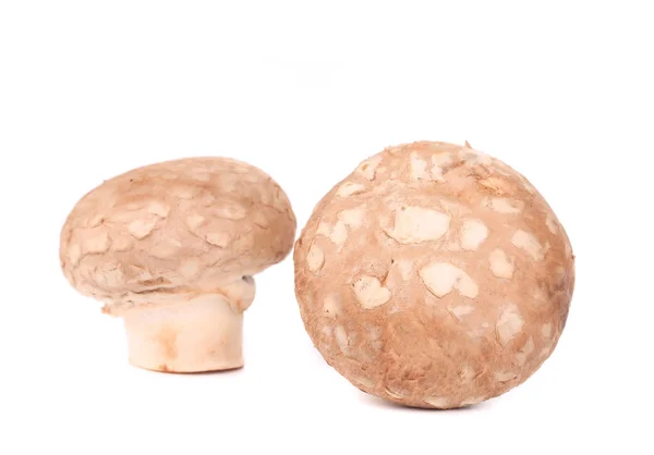 Brown champignon mushrooms. — Stock Photo, Image