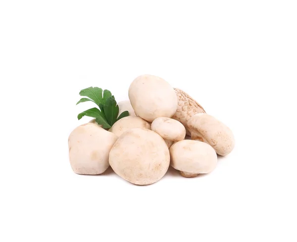 White mushroom. — Stock Photo, Image