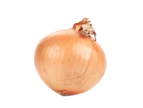 Ripe fresh onion. — Stock Photo, Image
