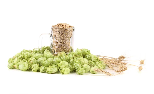 Fresh barley and hop. — Stock Photo, Image
