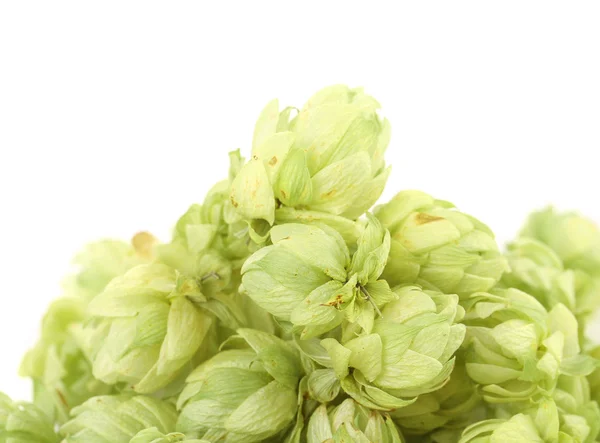 Beautiful fresh hops. — Stock Photo, Image