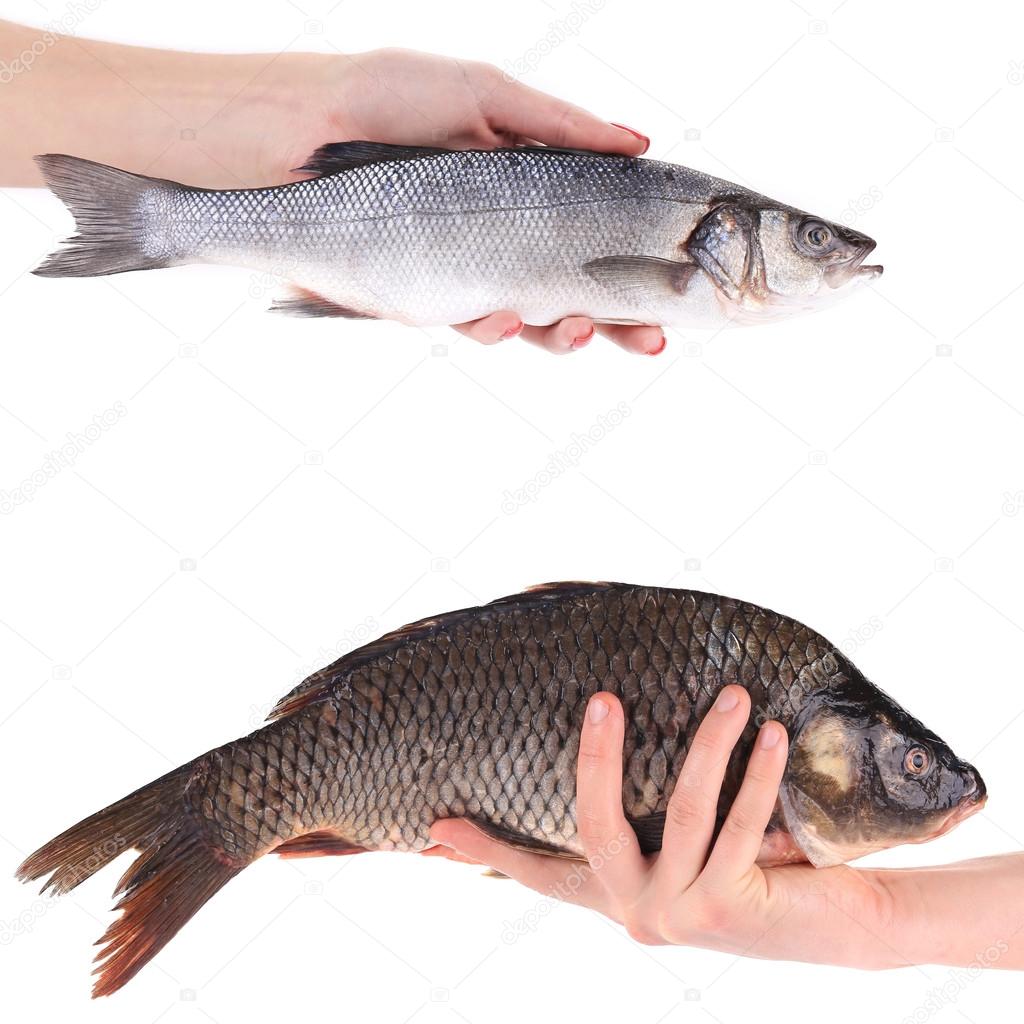 Hand holds carp and seabass fish.