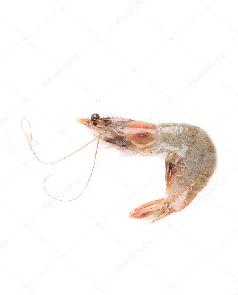 Fresh uncooked shrimp.