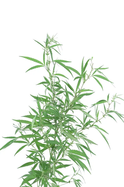 Jeune nouvelle plante de cannabis . — Photo