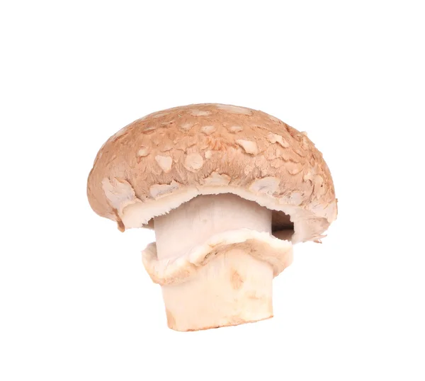 Verse champignon paddestoel. — Stockfoto