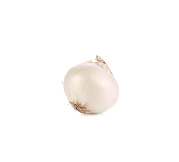 Jedna bílá cibule. — Stock fotografie