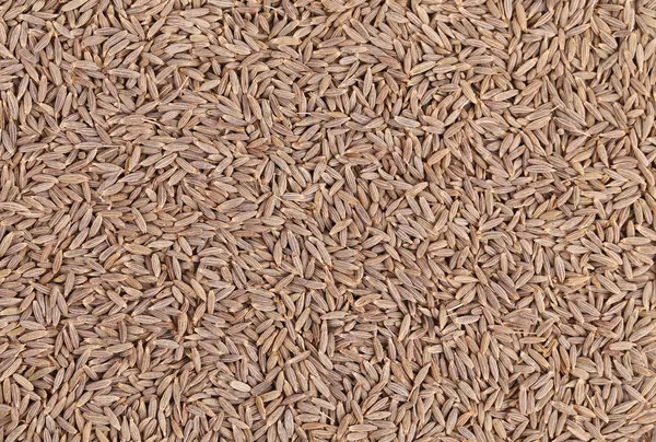 Close up of cumin seeds. Macro. — Stock Photo, Image