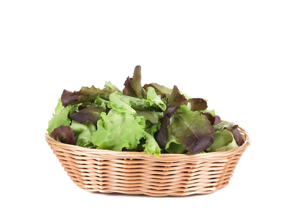 Green and red leaf of lettuce in basket. — Stock Photo, Image