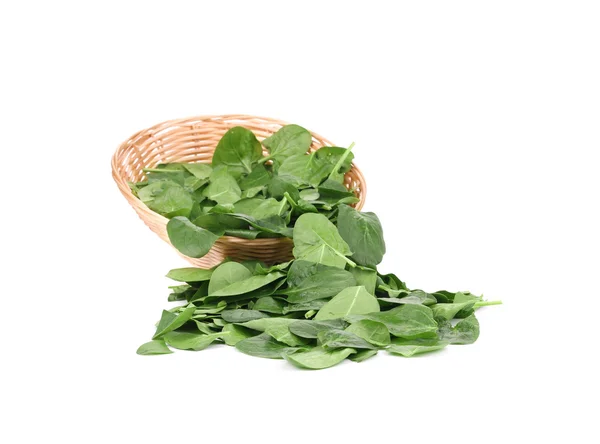 Young spinach in a wicker basket. — Stock Photo, Image