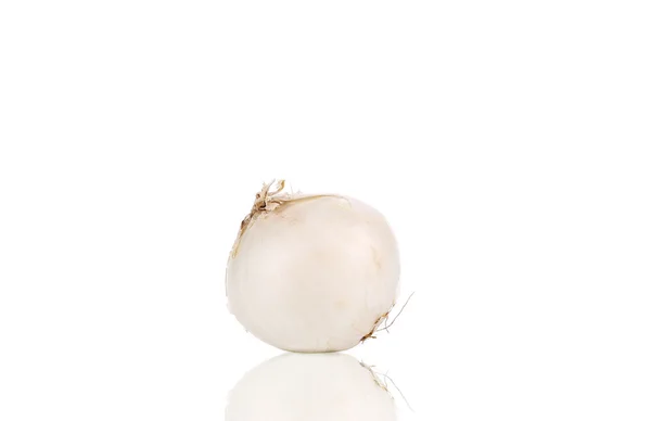 Egy fehér hagyma. — Stock Fotó