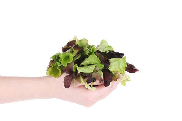 Hand holds green and red leaf of lettuce. — Stock Photo, Image