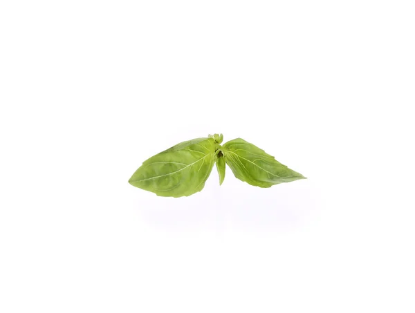 Close up van groene verse basilicum. — Stockfoto