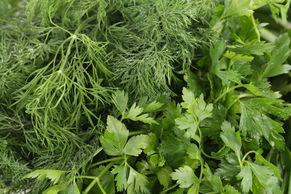 Texture of fresh herb close up. — Stock Photo, Image