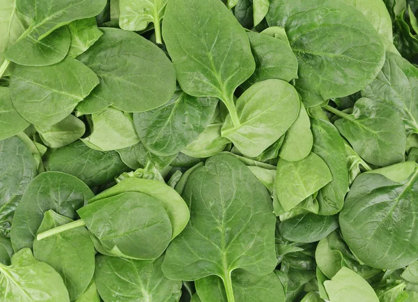 Close up of green spinach. — Stock Photo, Image