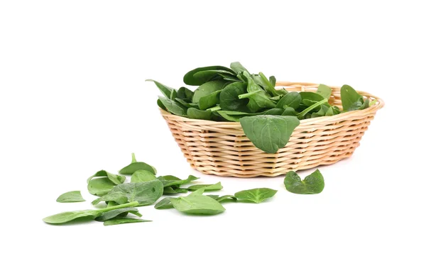 Bunch of spinach in a wicker basket. — Stock Photo, Image