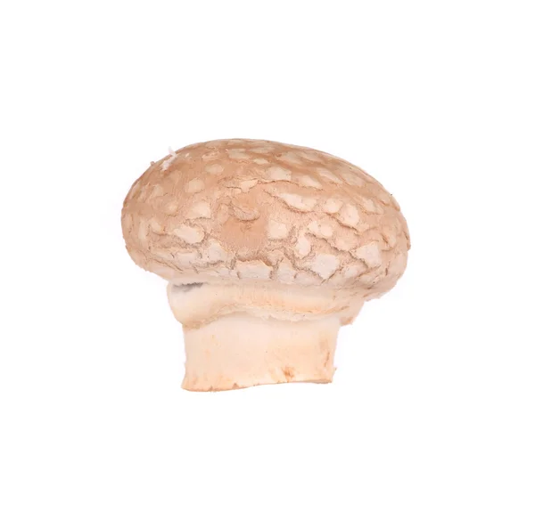 Cogumelo-de-champignon . — Fotografia de Stock