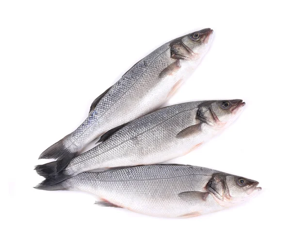 Three fresh seabass fish. — Stock Photo, Image