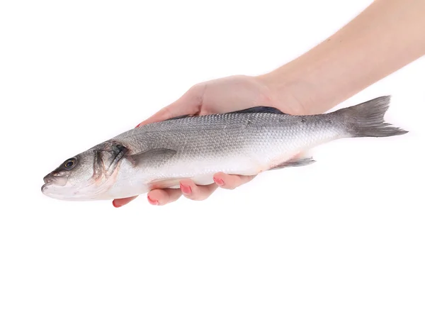 Nahaufnahme der Hand mit frischem Seebarschfisch. — Stockfoto