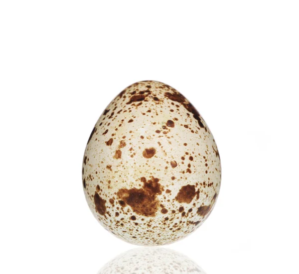 Яйцо перепела . — стоковое фото