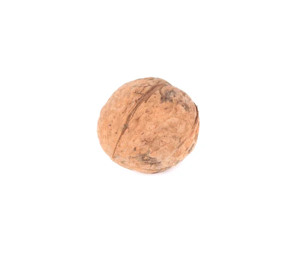 FECHAR-SE DE WALNUT . — Fotografia de Stock