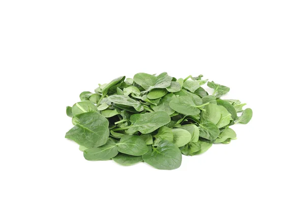 Bunch of young spinach. — Stock Photo, Image