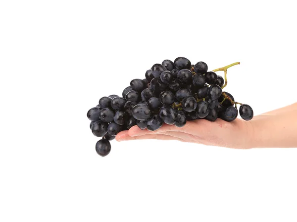 Branch of black ripe grapes on hand. — Stock Photo, Image