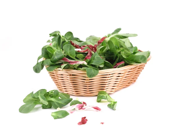 Green fresh basil in basket. — Stock Photo, Image