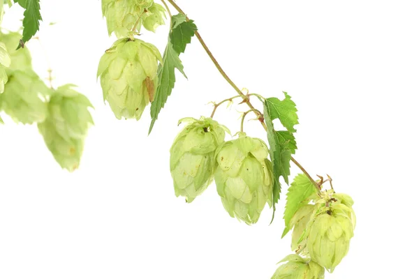Sprig of hop. — Stock Photo, Image