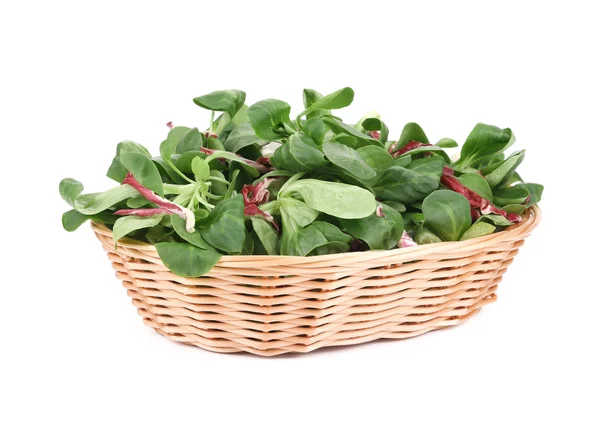 Close up of basil with cabbage in basket. — Stock Photo, Image