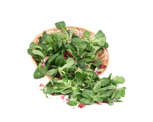 Close up of basil with cabbage in basket. — Stock Photo, Image