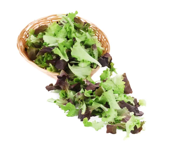 Lettuce salad. — Stock Photo, Image