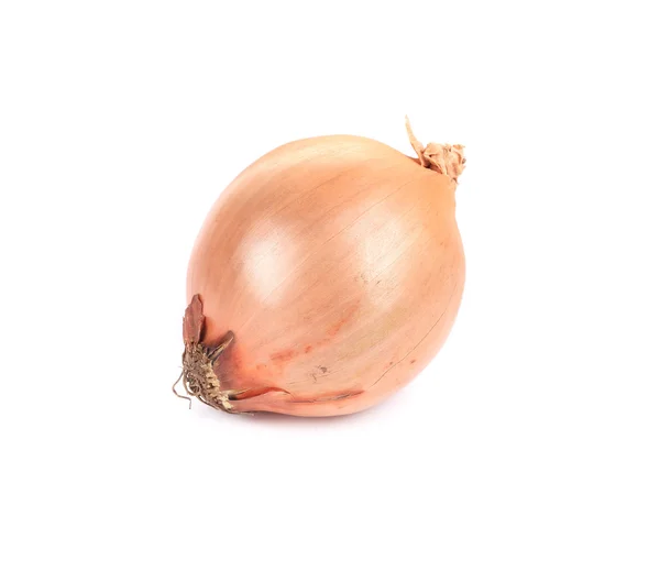 Ordinary onion. — Stock Photo, Image