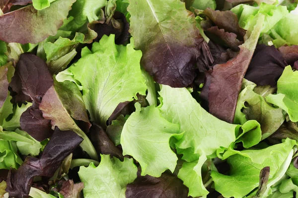 Green and red leaf of lettuce close up. — Stock Photo, Image