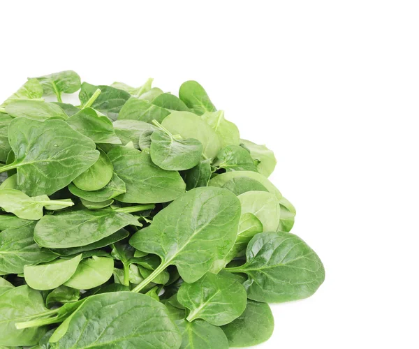 Close up of green spinach. — Stock Photo, Image